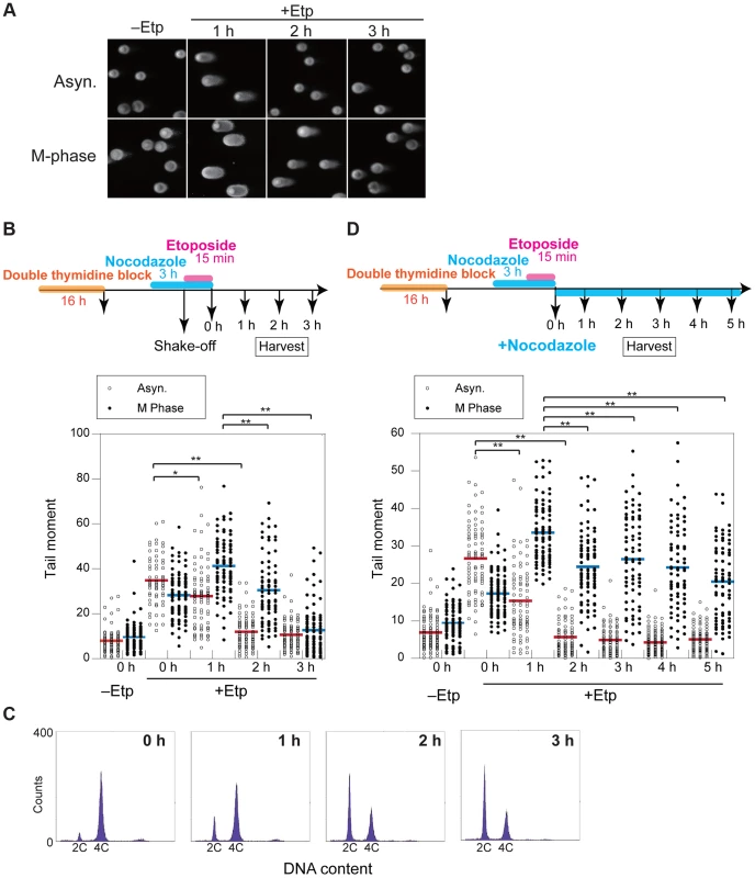 DSB repair occurs with low efficiency during mitosis.