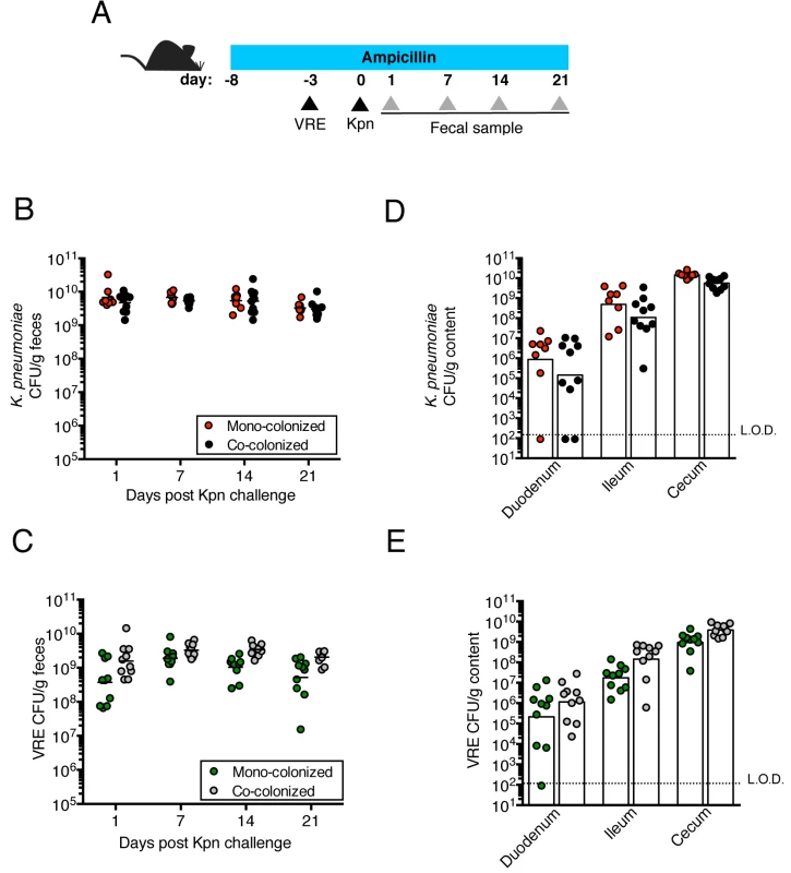 Pre-colonization with VRE does not prevent colonization by <i>K</i>. <i>pneumoniae</i>.