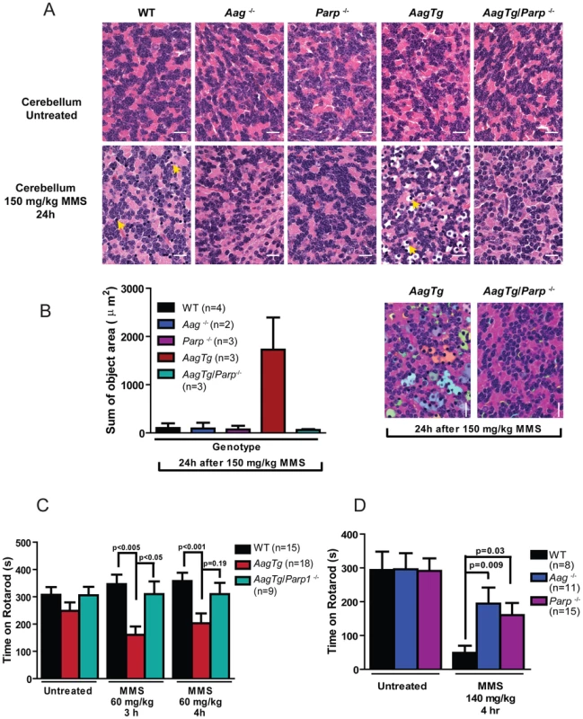 Parp1 deficiency protects against Aag-dependent, MMS-induced motor dysfunction.