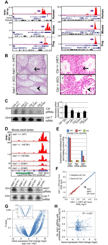 Phenotypes of two existing mouse mutants for genic ECpiC loci.