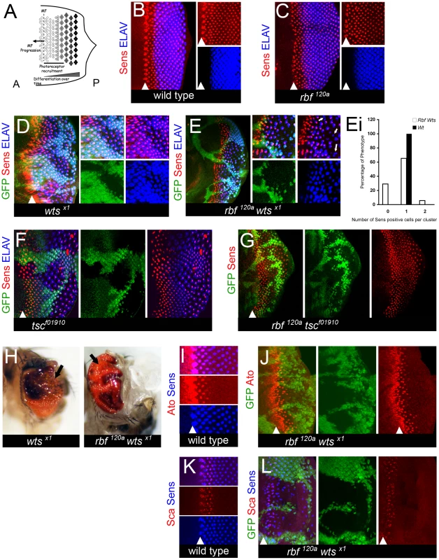 <i>rbf wts</i> double mutants have defects in differentiation.