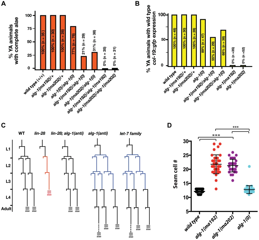 Newly isolated <i>alg-1</i> alleles are antimorphic, exhibit retarded development, and display phenotypes more severe than those of <i>alg-1(0)</i>.