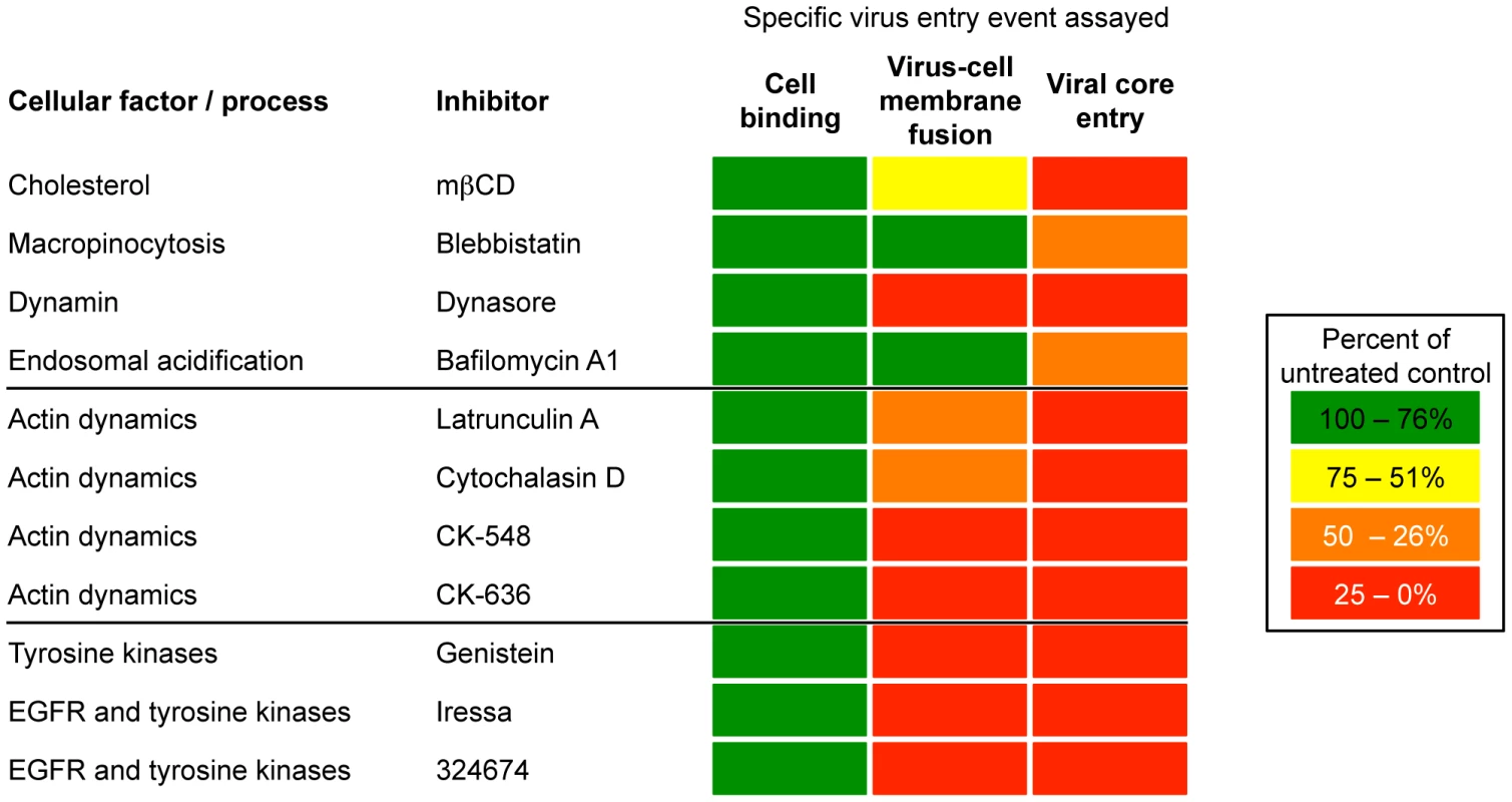 Summary of effects of inhibitors on VACV entry.