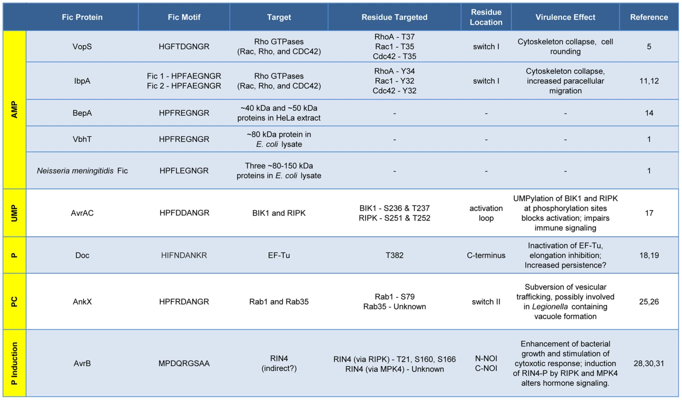 Features and functions of effector proteins that contain a Fic domain.
