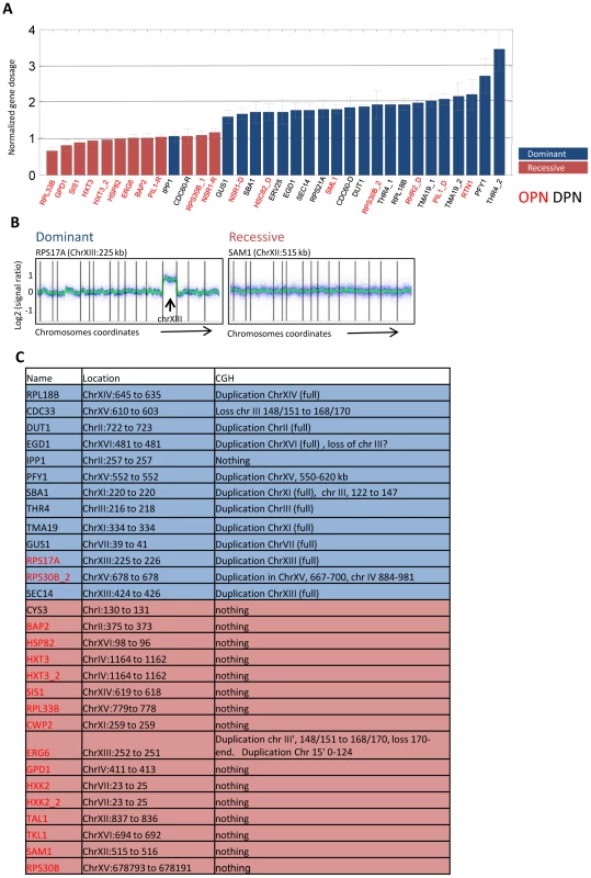 Dominant mutations involve large-scale genomic duplications.