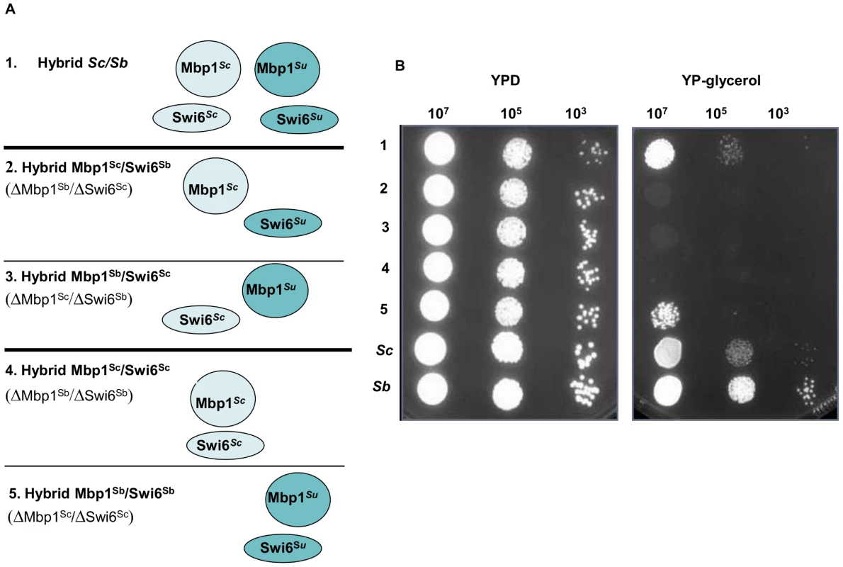 Growth assays of <i>Sc/Su</i> hybrids carrying different types of MBF chimeric complexes.