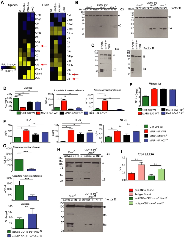 Complement activation contributes to liver injury after WNV infection.