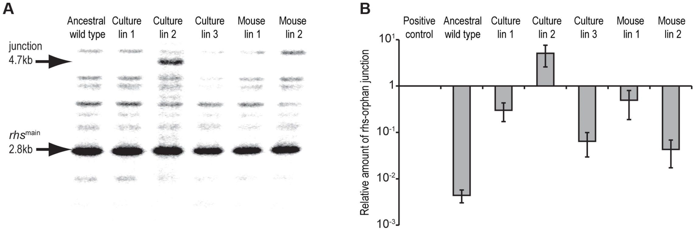 Evidence for <i>rhs</i> rearrangement in evolved <i>St</i>LT2.