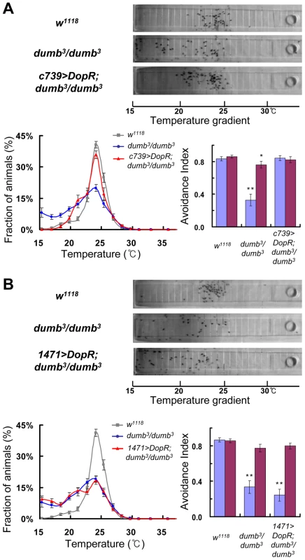 DopR expression in the αβ lobes of MB is critical in TPB.