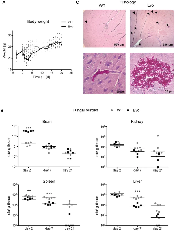 Enhanced virulence and altered organ tropism of the evolved strain.