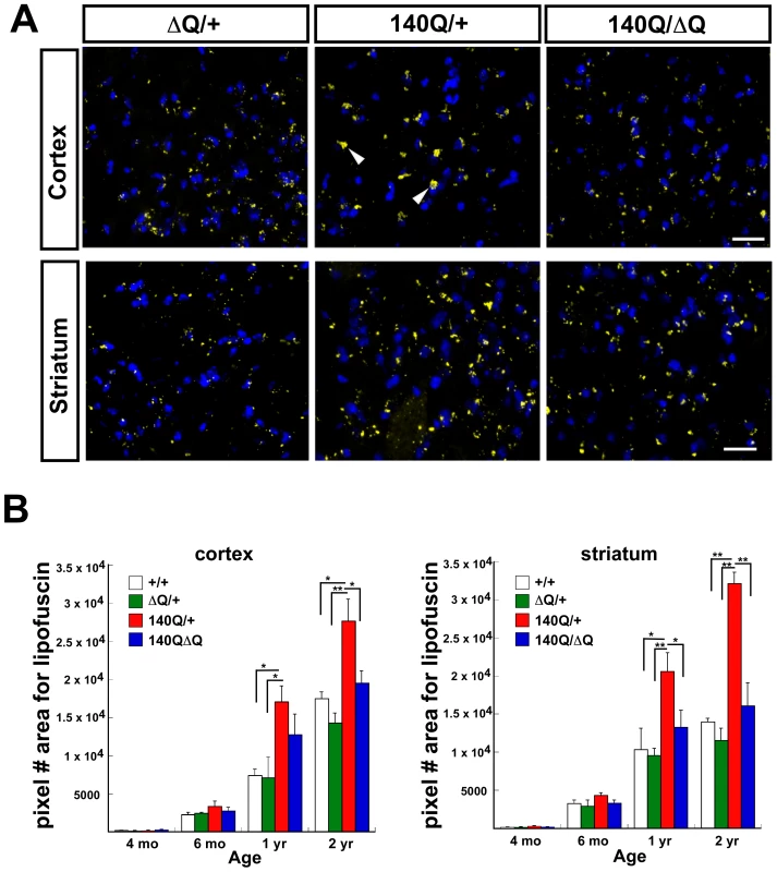 ΔQ-htt expression in <i>Hdh<sup>140Q/ΔQ</sup></i> mice normalizes the increased lipofuscin accumulation that is observed in the <i>Hdh<sup>140Q/+</sup></i> brain.