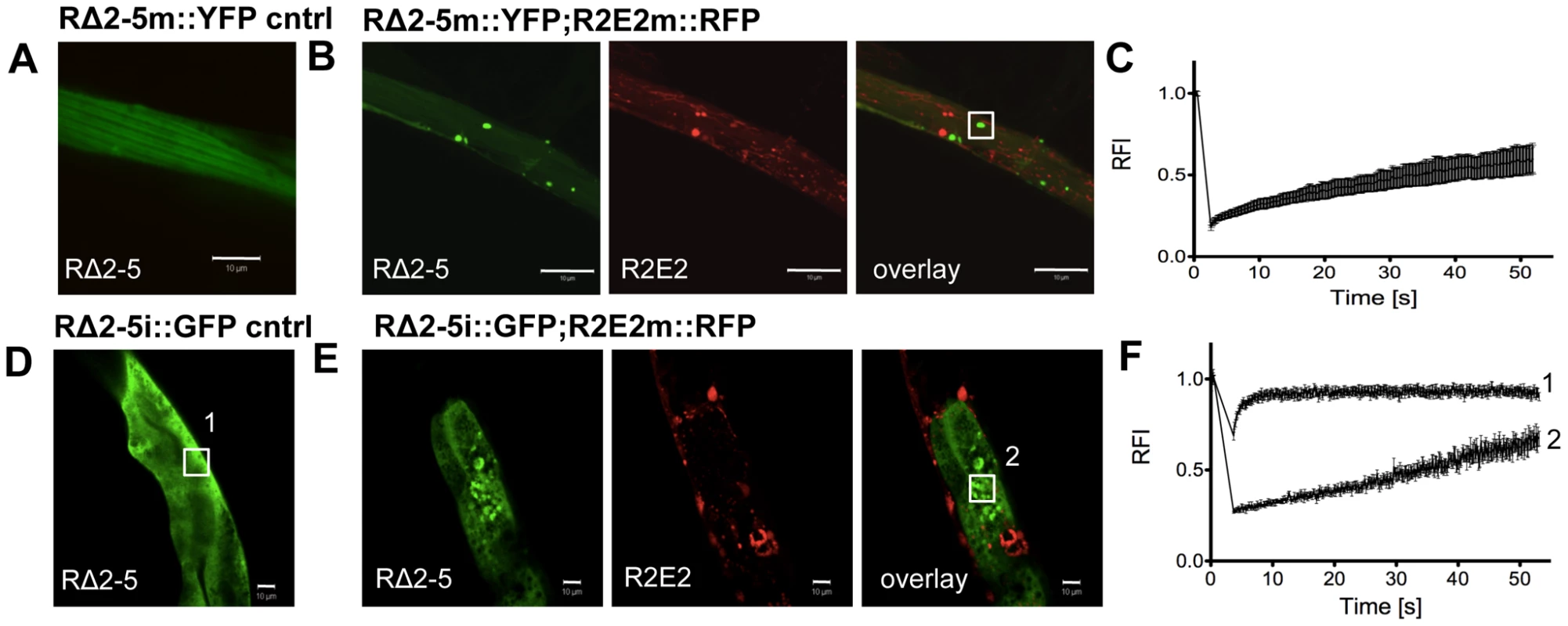 R2E2 induces widespread aggregation of RΔ2-5.