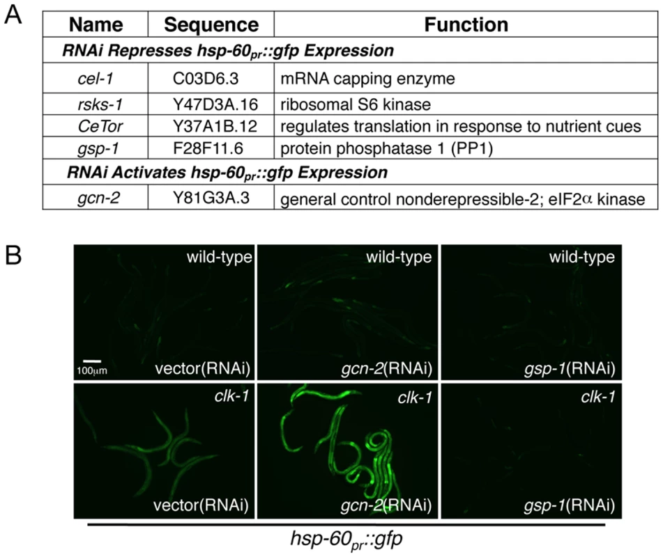 Identification of Kinases and Phosphatases That Affect Protein Synthesis Impact UPR<sup>mt</sup> Activation.