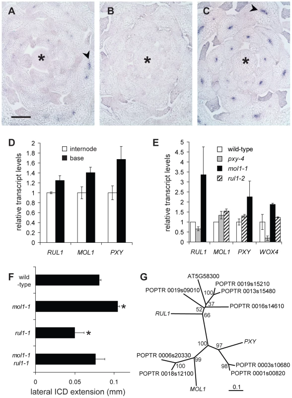 Characterization of <i>RUL1</i>, <i>MOL1</i>, and <i>PXY</i> expression.