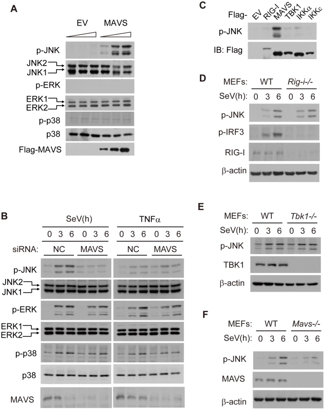 MAVS induces JNK activation during viral infection.