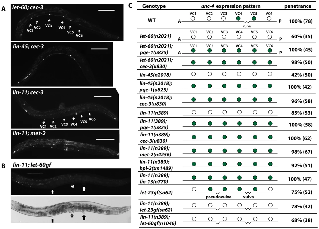 Epigenetic silencing of <i>unc-4</i> is independent of the inductive EGFR pathway.