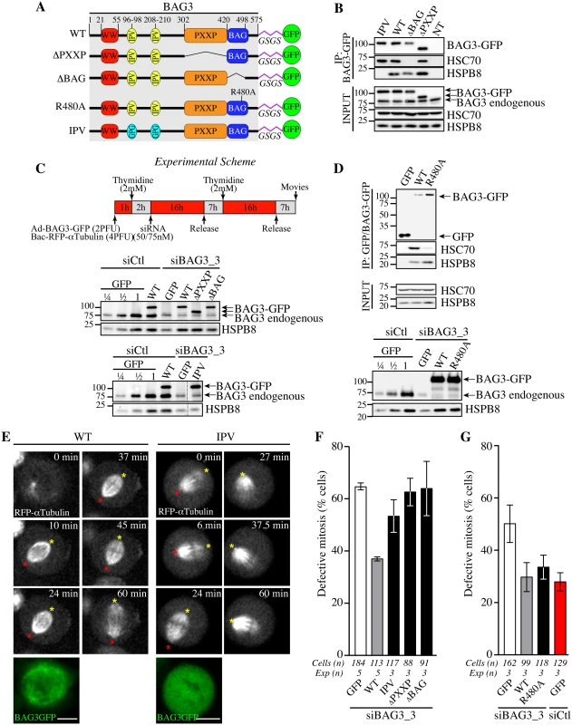 Structural requirements on BAG3 for restoration of normal spindle dynamics in BAG3-depleted cells.