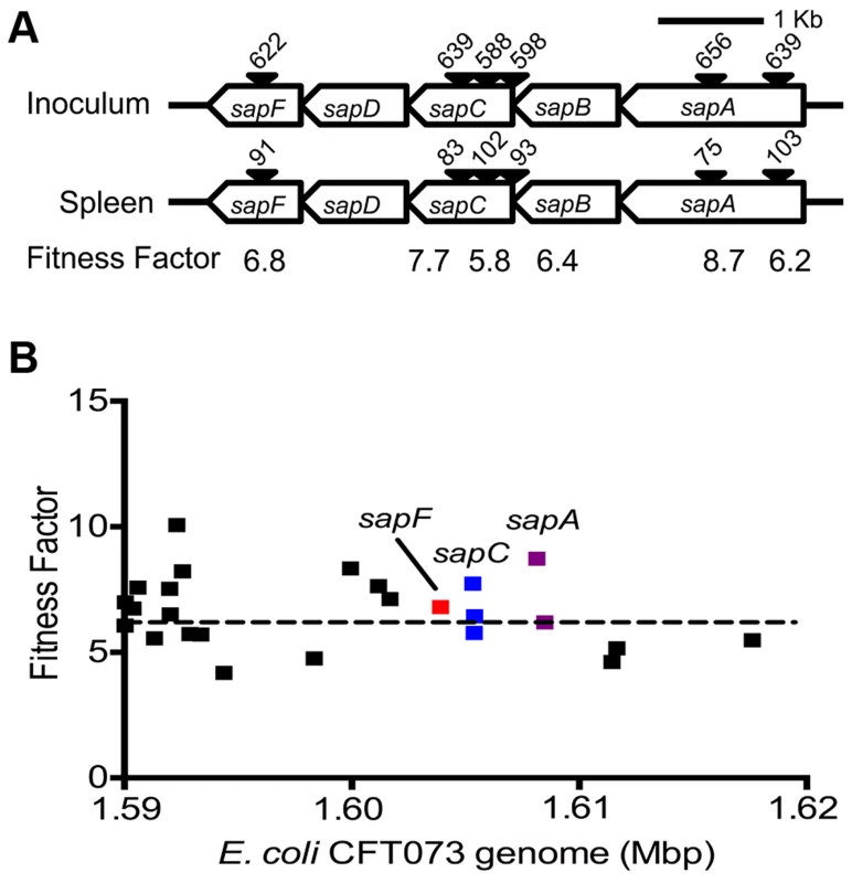 Determination of <i>in vivo</i> fitness factors.
