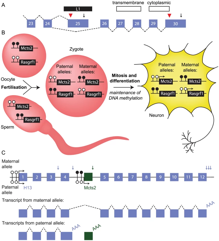 Retrotransposition can influence mRNA processing.