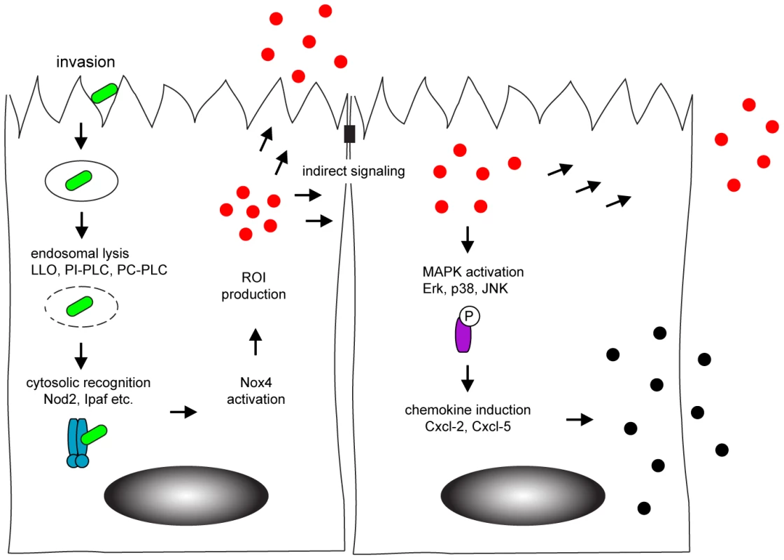 Model of horizontal intercellular communication between intestinal epithelial cells.