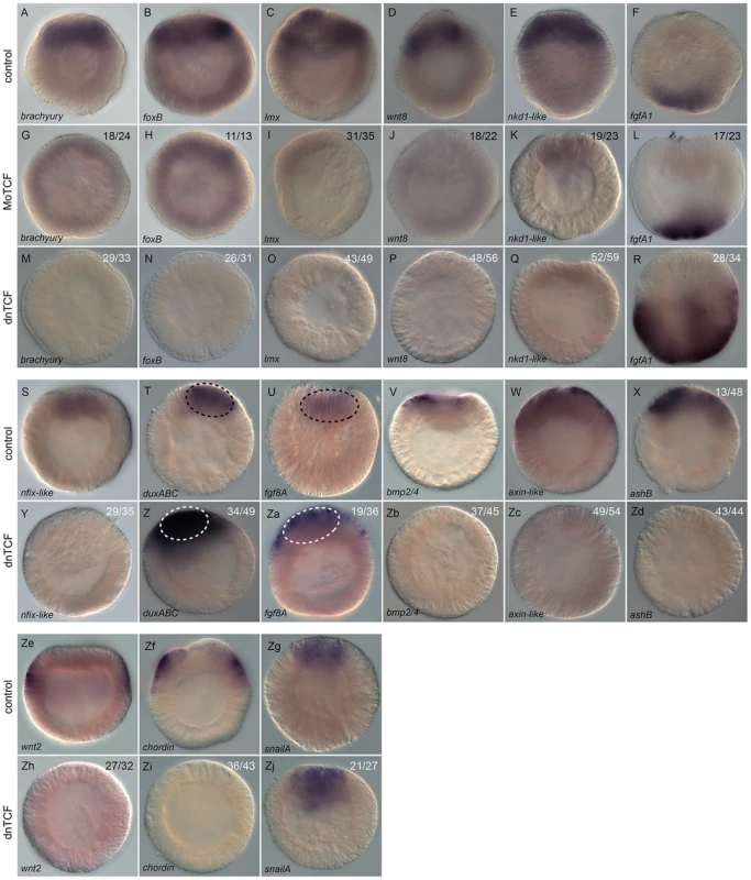 Analysis of Nv-Tcf inhibition by <i>in situ</i> hybridization.