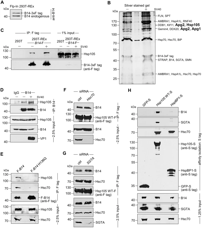 The cytosolic Hsp105 interacts with the ER membrane J-protein B14