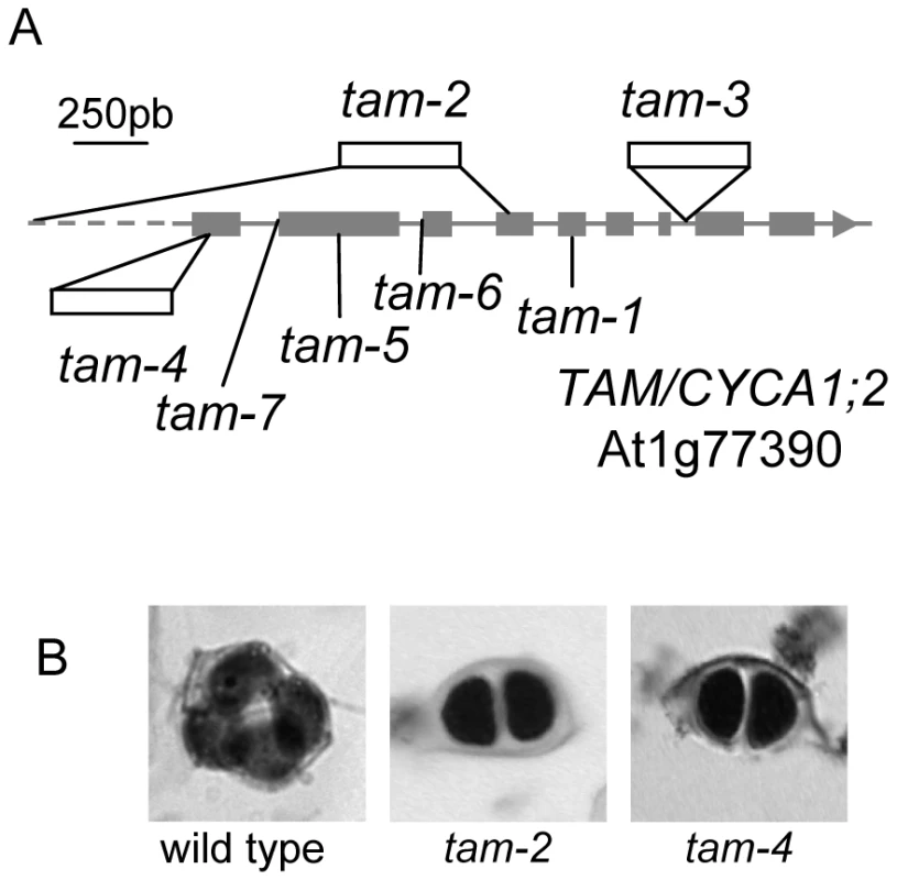 The <i>tam</i> mutations.