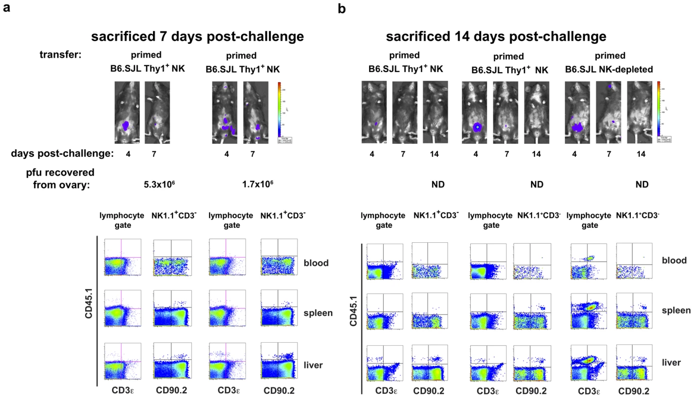 Protected RAG1<sup>ko</sup> hosts contain adoptively transferred Thy1<sup>+</sup> NK cells, not contaminating T lymphocytes.