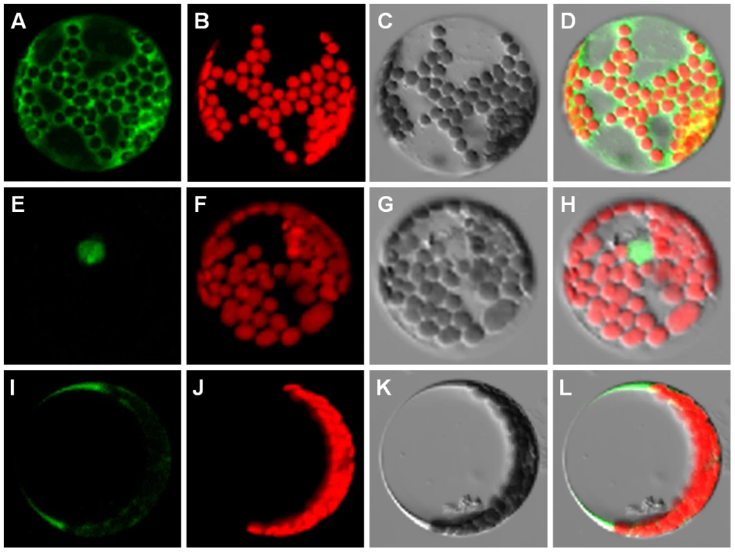 Localization of the Col and C24 ANAC060 proteins.