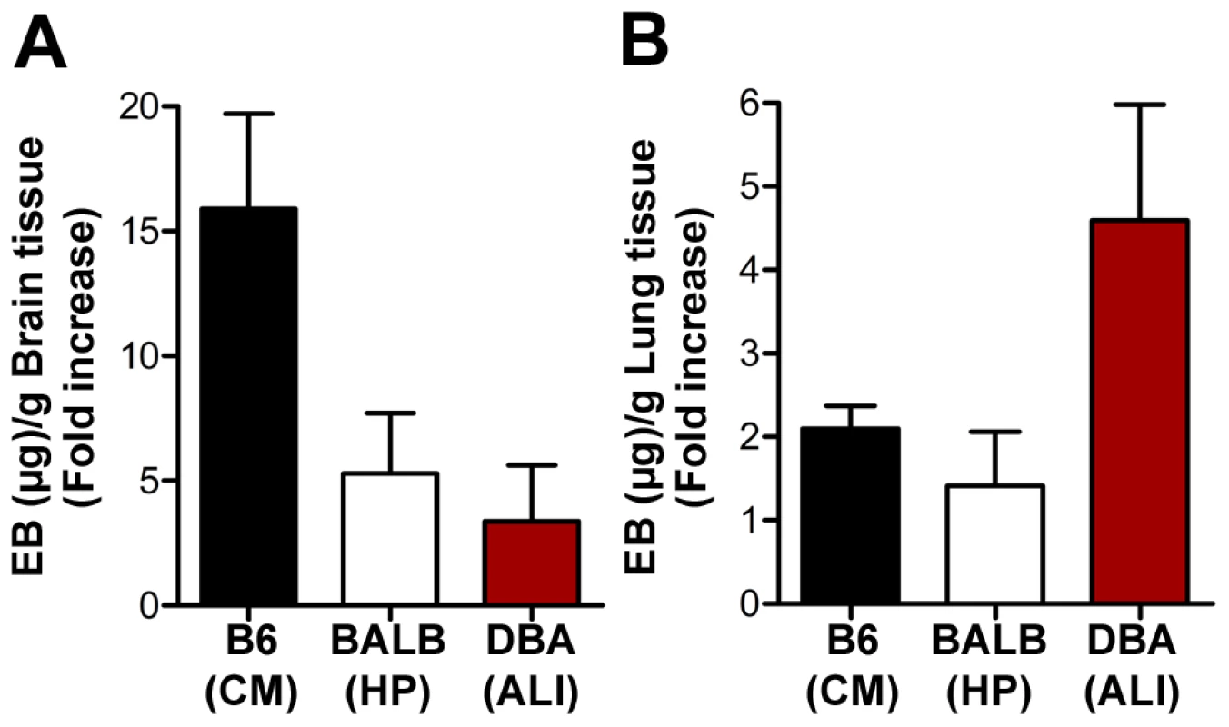 Infection of DBA/2 with <i>P. berghei</i> ANKA leads to lung vascular permeabilization without compromising BBB.