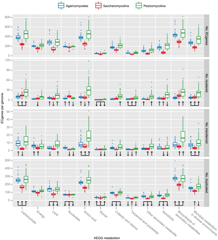 Over/underrepresentation of KEGG metabolic categories across three major fungal lineages.