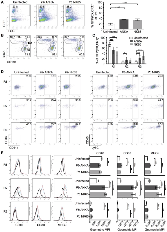The intracerebral CX<sub>3</sub>CR1<sup>+/GFP</sup> cellular response is comparable during <i>Pb</i> ANKA and <i>Pb</i> NK65 infections.