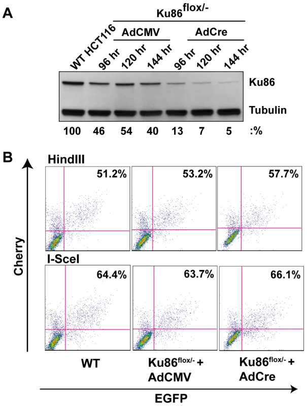 Ku86-null cells show wild-type levels of end joining activity.
