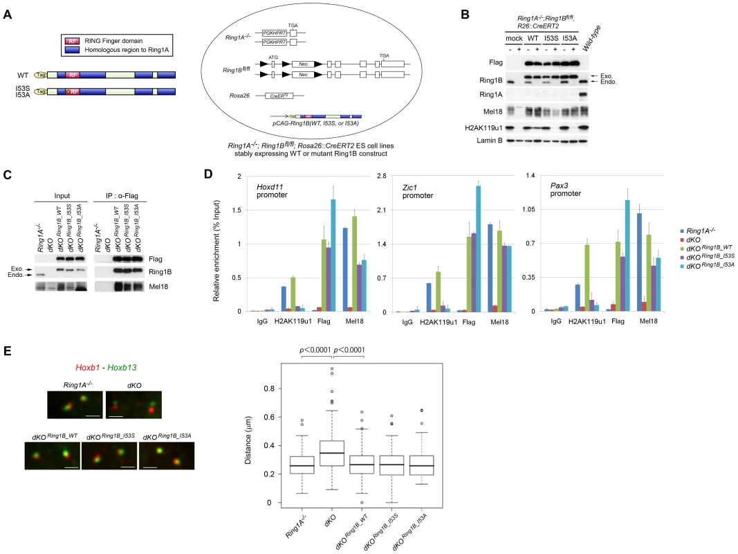 Generation of ESCs expressing catalytically inactive Ring1B.