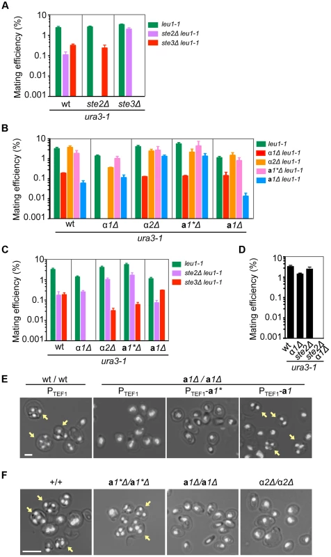Functions of mating type genes in sexual development.