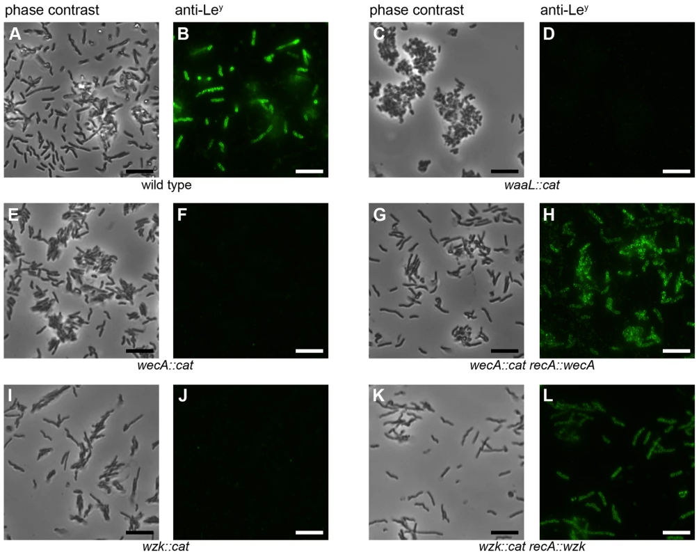 <i>H. pylori wecA</i>, <i>waaL</i> and <i>wzk</i> mutant cells display no Lewis antigens.