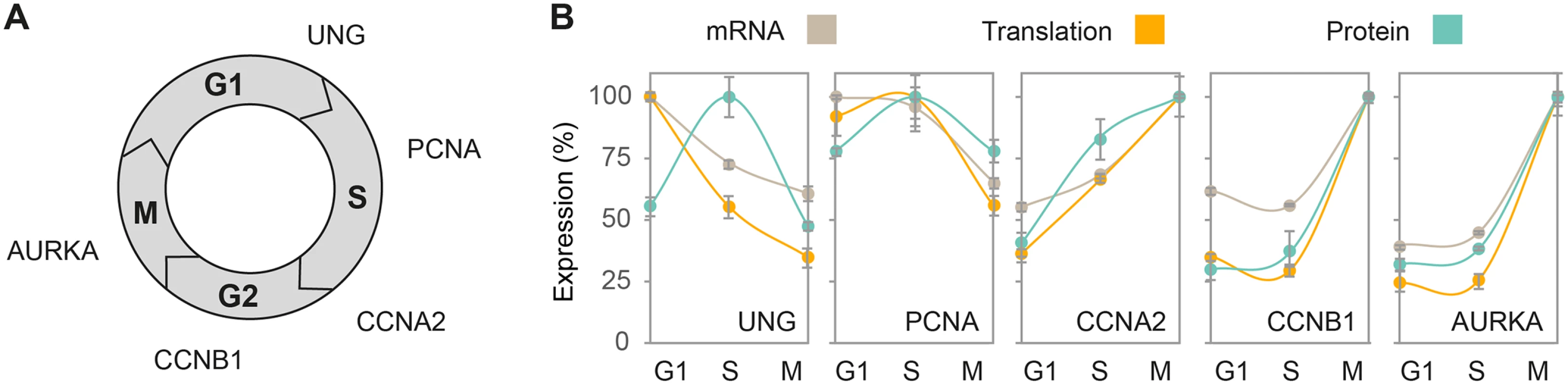 Concordant expression patterns of cell cycle markers.