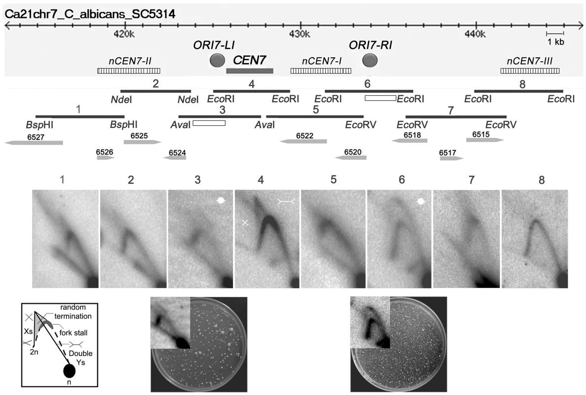 Replication forks stall/terminate randomly during centromere replication.