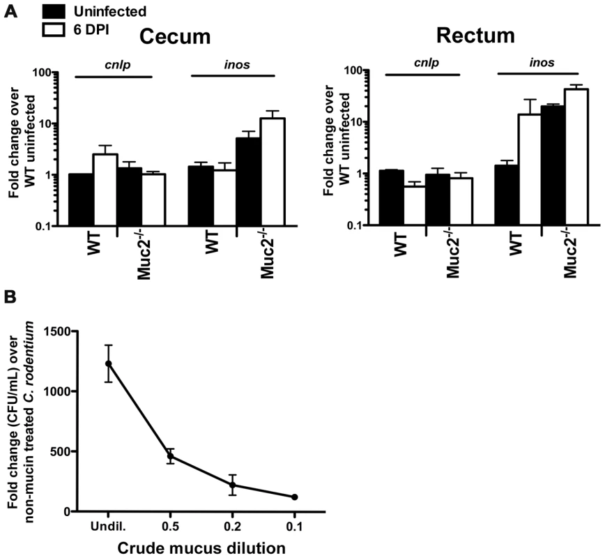 Evidence that <i>Muc2<sup>−/−</sup></i> mice do not have intrinsic defects in anti-microbial activity at their mucosal surface.