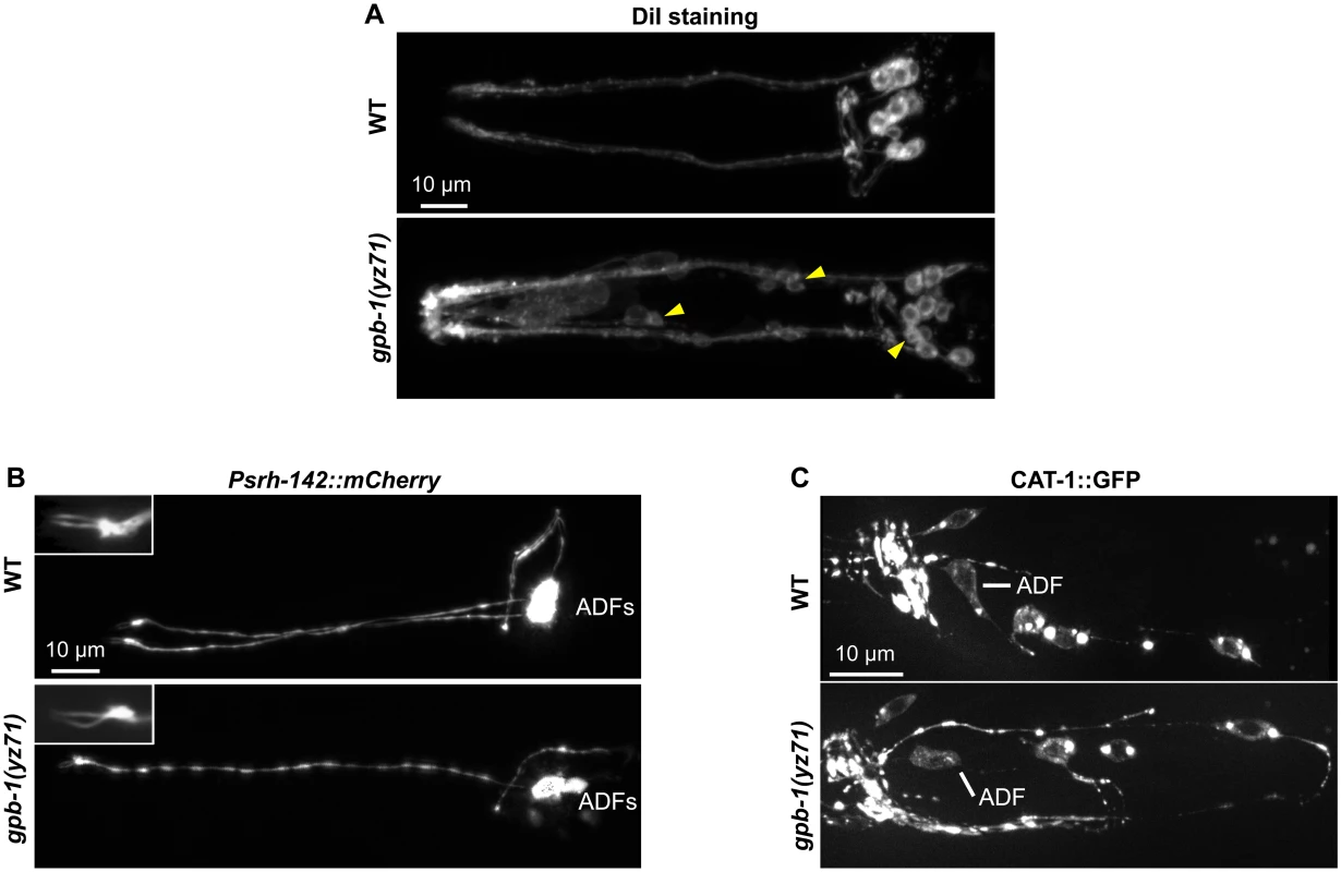 <i>gpb-1(yz71)</i> does not abrogate ADF cell fates.