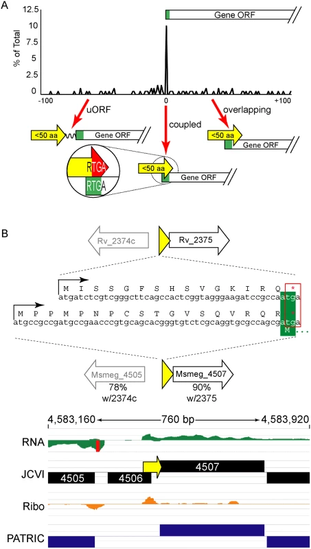 Small protein ORFs are frequently coupled to the ORF downstream.