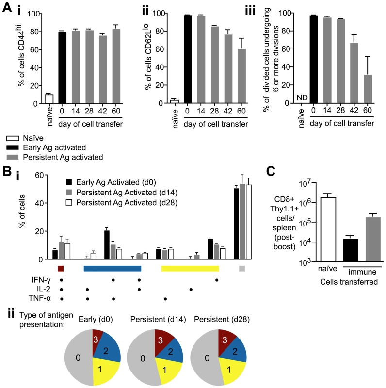 Antigen presentation weeks after immunization can prime T cells to become functional effector cells.