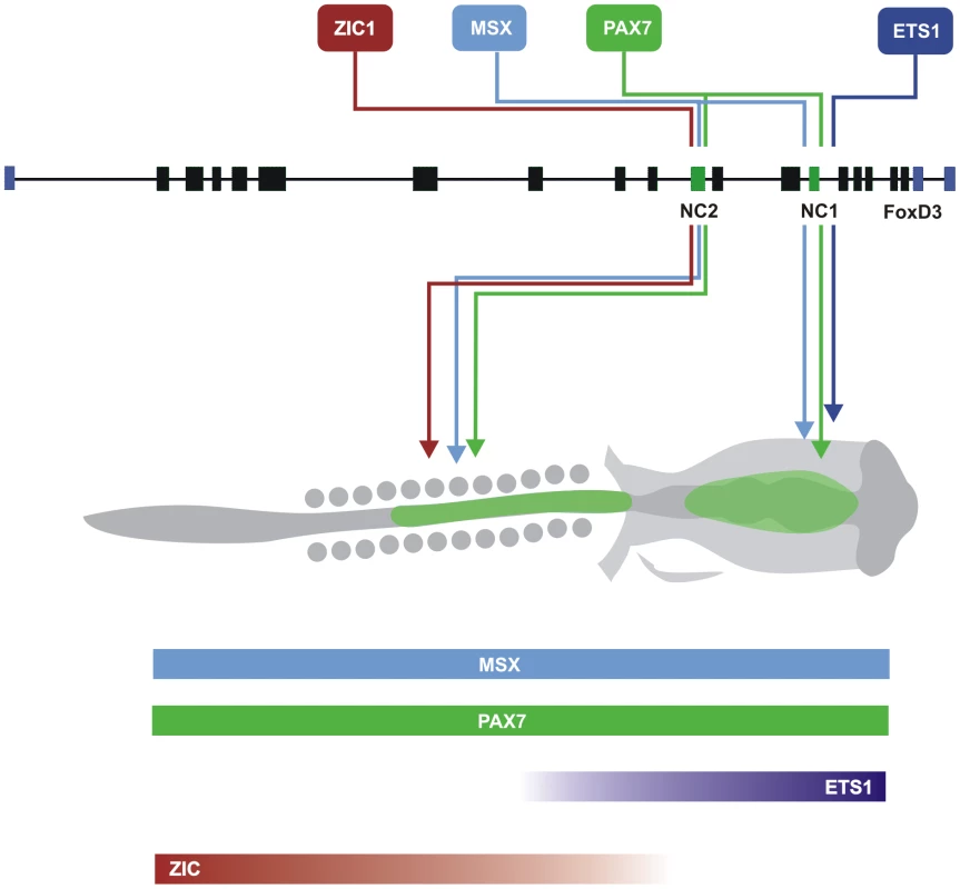 Model for differential regulation of FoxD3 in cranial and trunk neural crest cell populations.