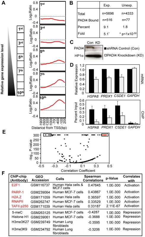 PADI4 recruitment at gene promoters correlates with the actively transcribed genes.
