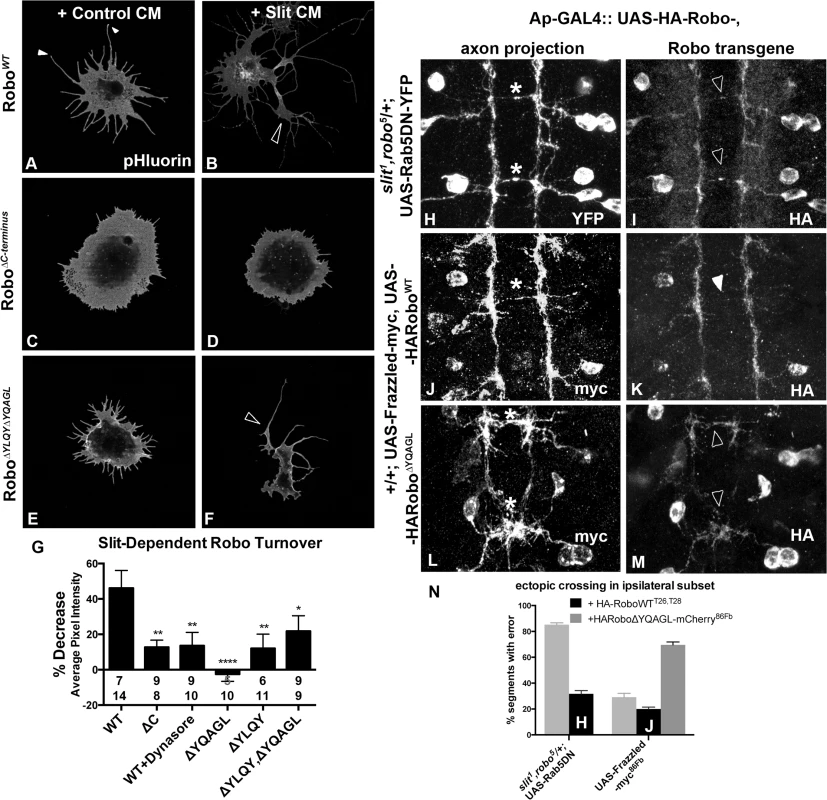 Clathrin-dependent Endocytosis is required for removal of Robo from the surface.