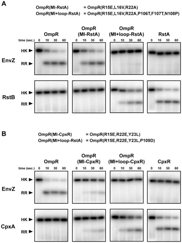 Rewiring the specificity of response regulators.