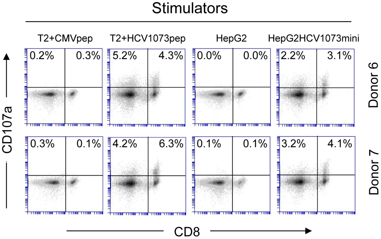 CD107a staining of HCV TCR 1073-transduced T cells.