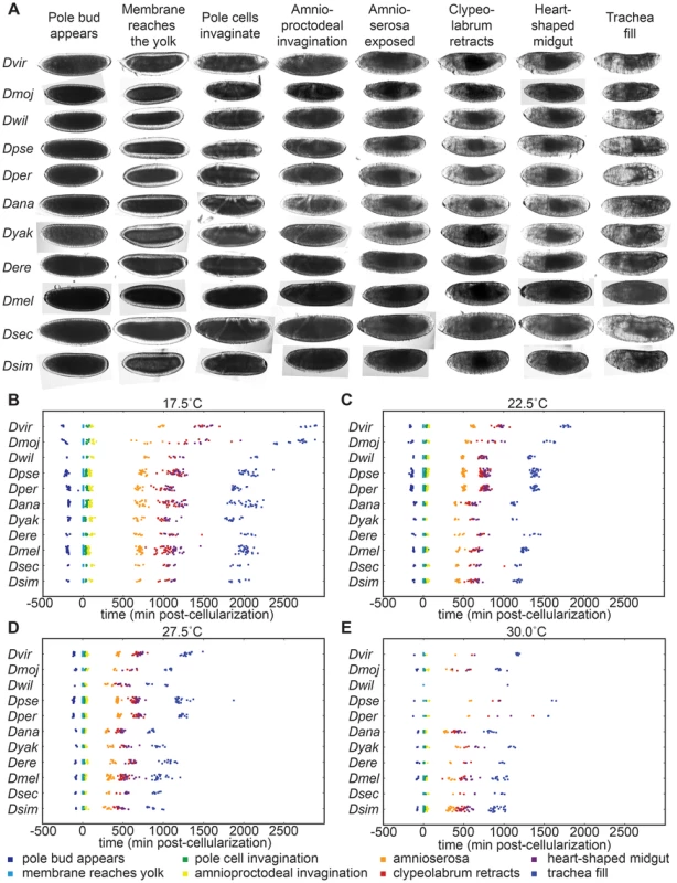 <i>Drosophila</i> species develop at different rates and respond to temperature in distinct ways.