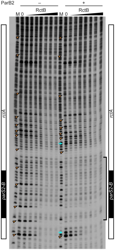 Protection of <i>rctA</i> from DNase I digestion in the presence of RctB or RctB and ParB2.