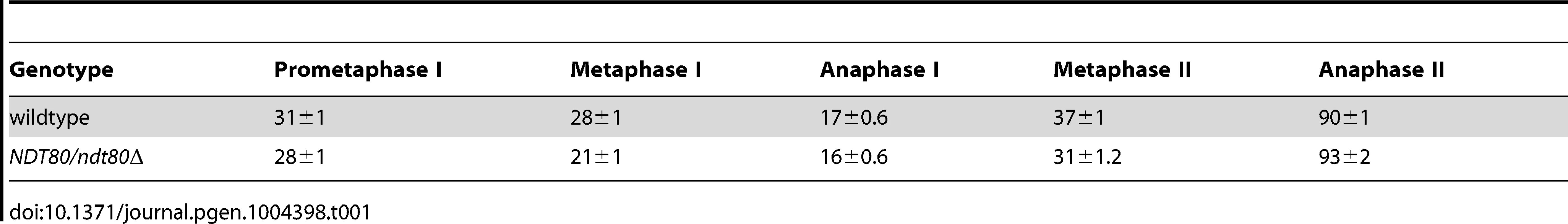 The duration of the meiotic stages (time in minutes ± standard error. n = 75 cells analyzed for wildtype and 80 cells analyzed for <i>NDT80/ndt80</i>Δ).